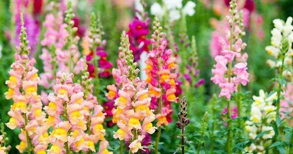 Gardeners urged to plant 5 flowers that thrive without water even in summer