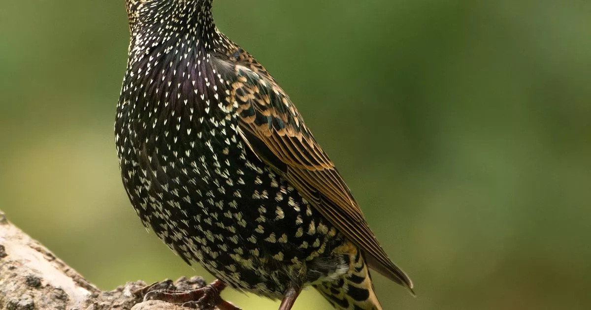Starlings will thrive if you add these four things to bird feeders in April