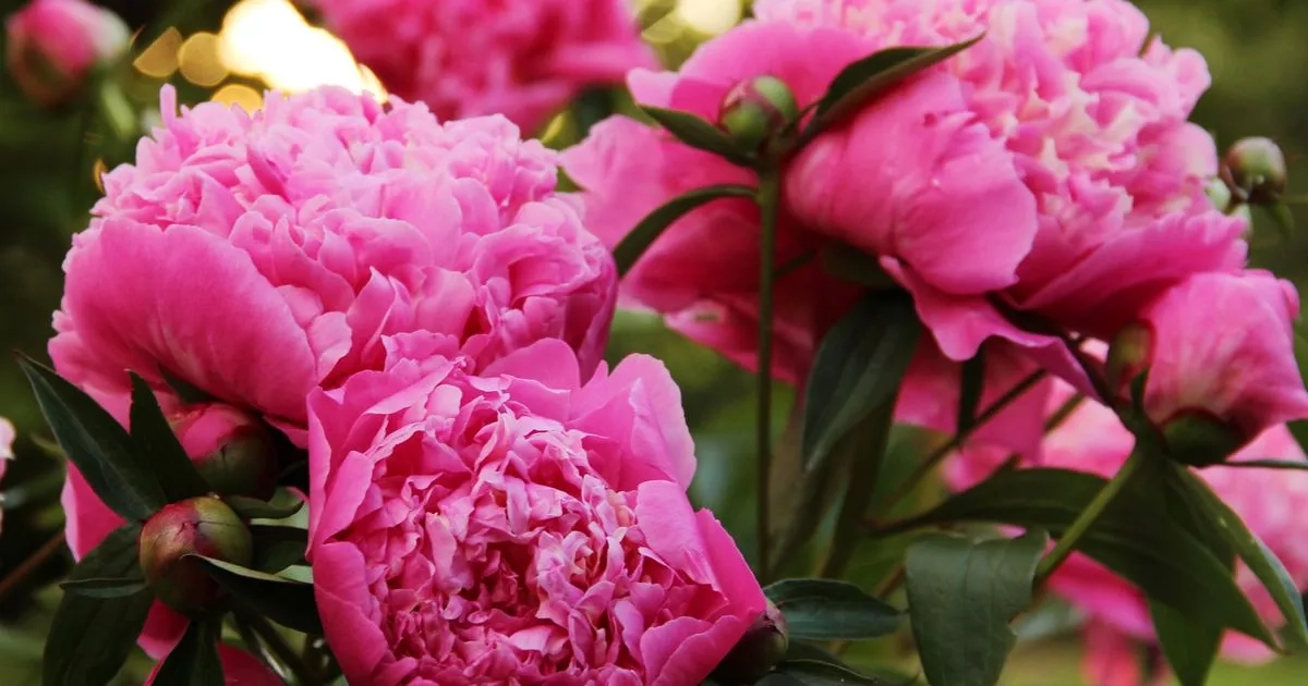 Households urged to stop making huge mistake with peonies in summer