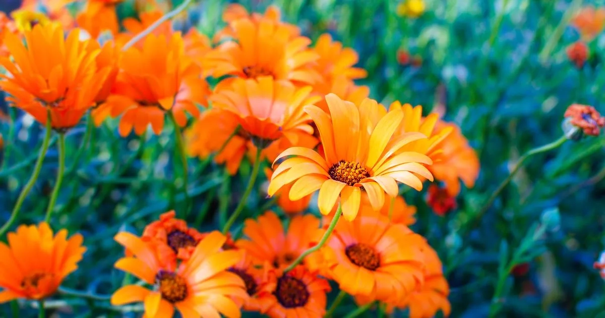 Gardeners urged to plant 5 flowers to deter rats 'find them repulsive'