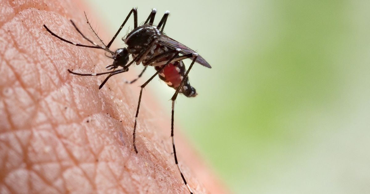 Hidden sign of deadly chikungunya virus sweeping UK that Brits often overlook