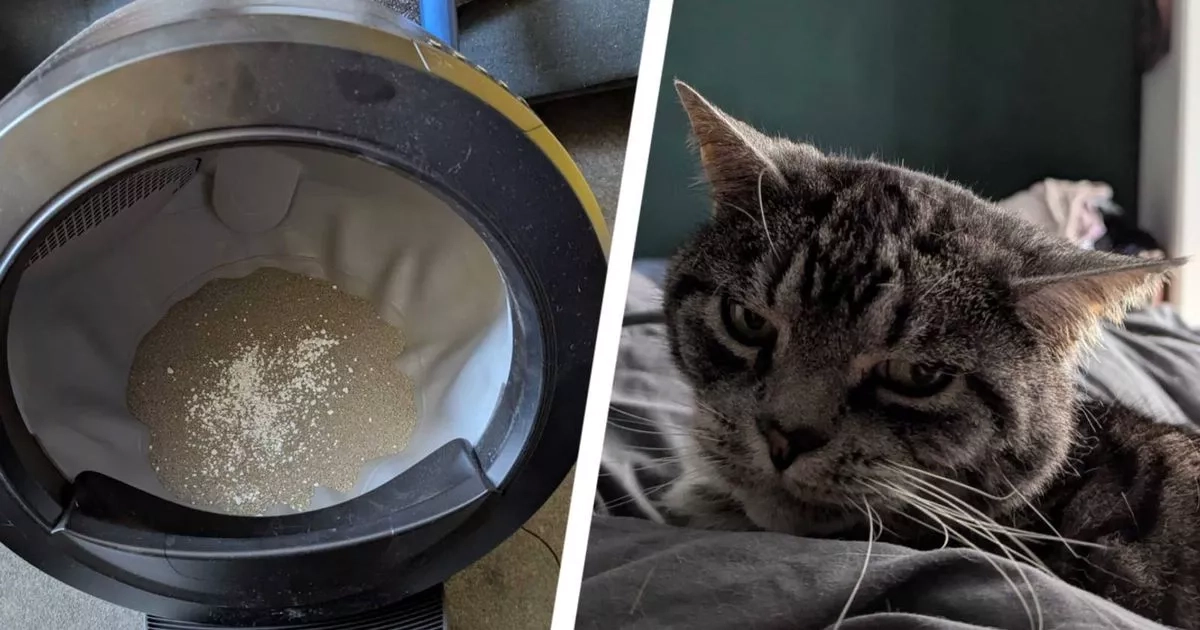 'I tried Whisker's Litter-Robot 4 to see if it could end the daily cat litter nightmare for good'