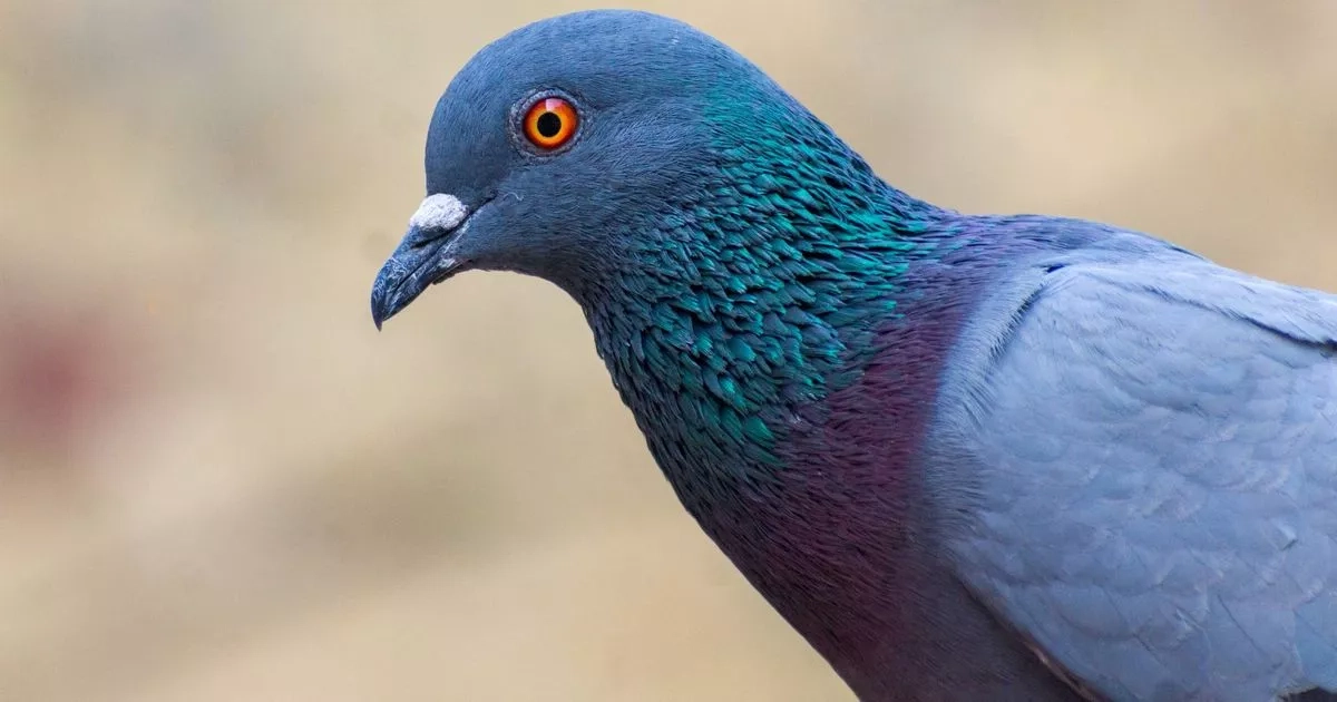 Get rid of pigeons from your garden with four quick and humane deterrents