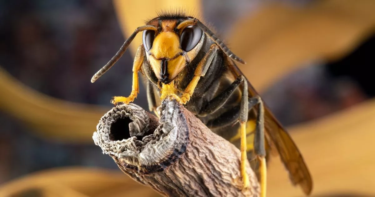 Households urged to plant £1.08 herb immediately to keep Asian hornets away