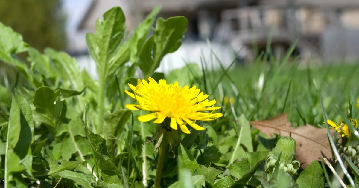 Monty Don urges gardeners to do urgent weeding task in June