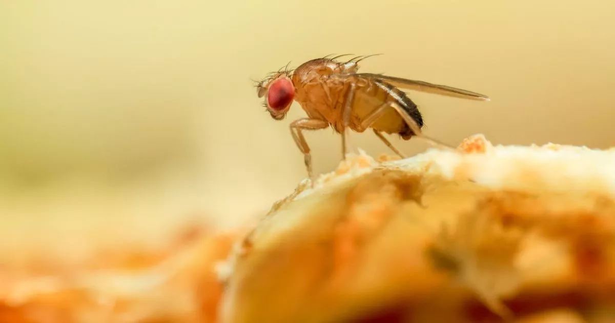 Get rid of gnats from the home as bugs arrive with the 'heatwave' weather