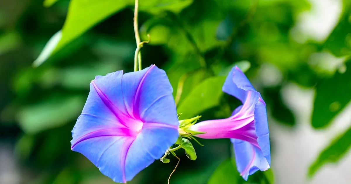 Households with no time urged to plant these 'neglect thriving' flowers
