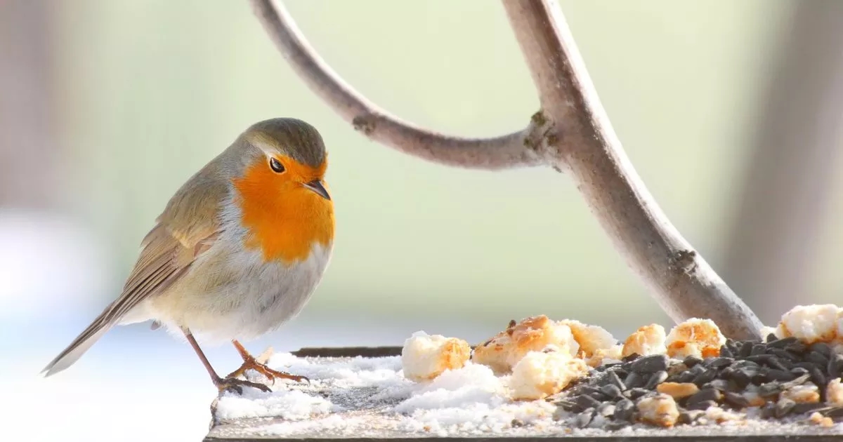 Gardeners told to sprinkle chilli powder on their lawns in August