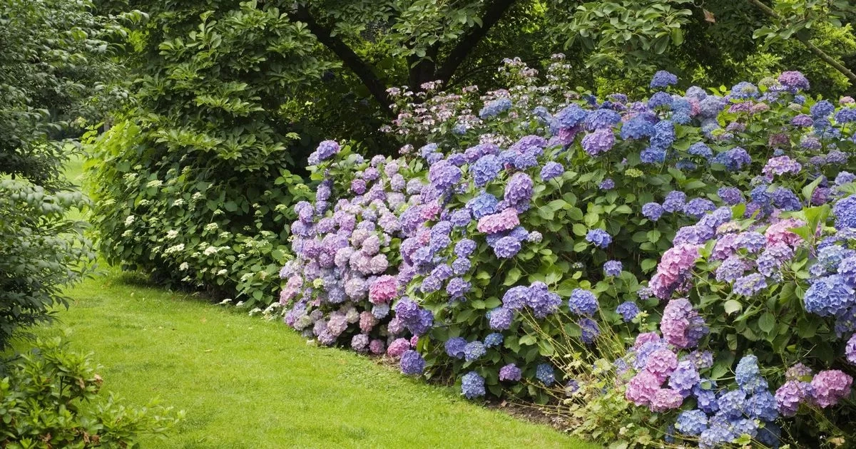 Hydrangeas turn crispy and burnt in the heat but there's one way to stop them
