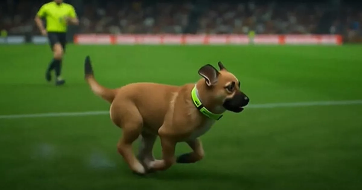 Battersea rescue dogs stage 'cutest pitch invasion ever' in front of thousands of fans