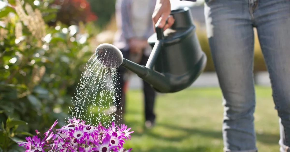 Gardeners urged to use simple trick to stop plants dying in heatwave