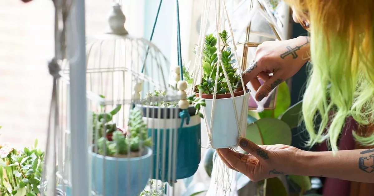 Surprising hack for protecting your house plants from flies used by TV icon