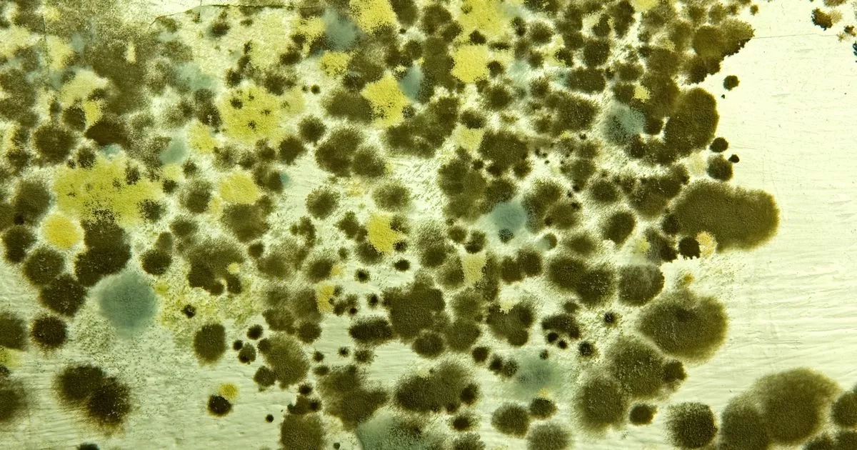 Killer fungus could soon ravage Europe infecting millions as world at tipping point