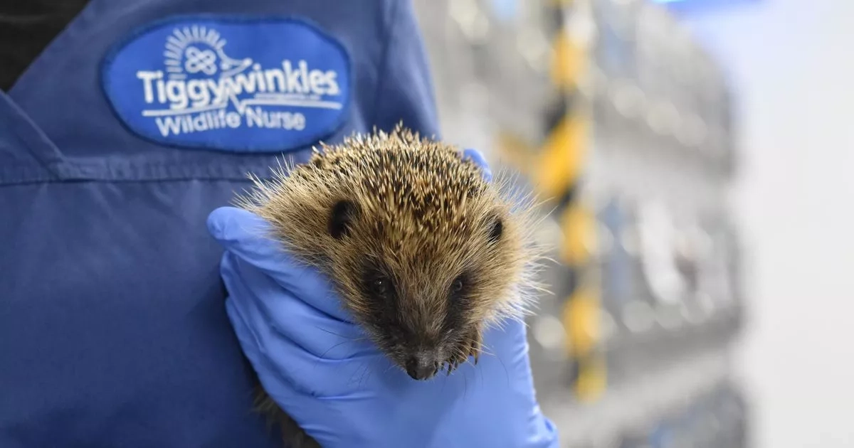 Gardeners urged to cut a small hole in the bottom of fence immediately