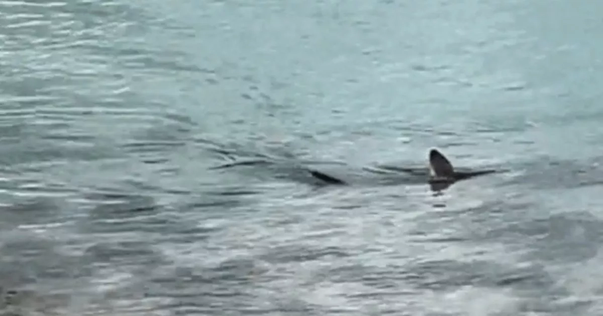 Chilling moment 12ft shark lurks feet off UK coast as kids play on shore in warm weather