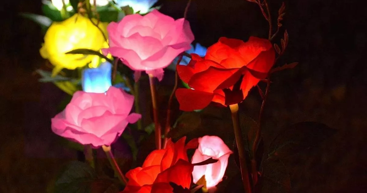 Light-up garden roses 'dazzle' neighbours with 'truly beautiful' night-time glow