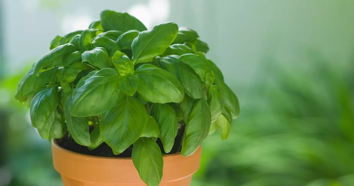 Gardeners growing popular herb urged to make major watering change