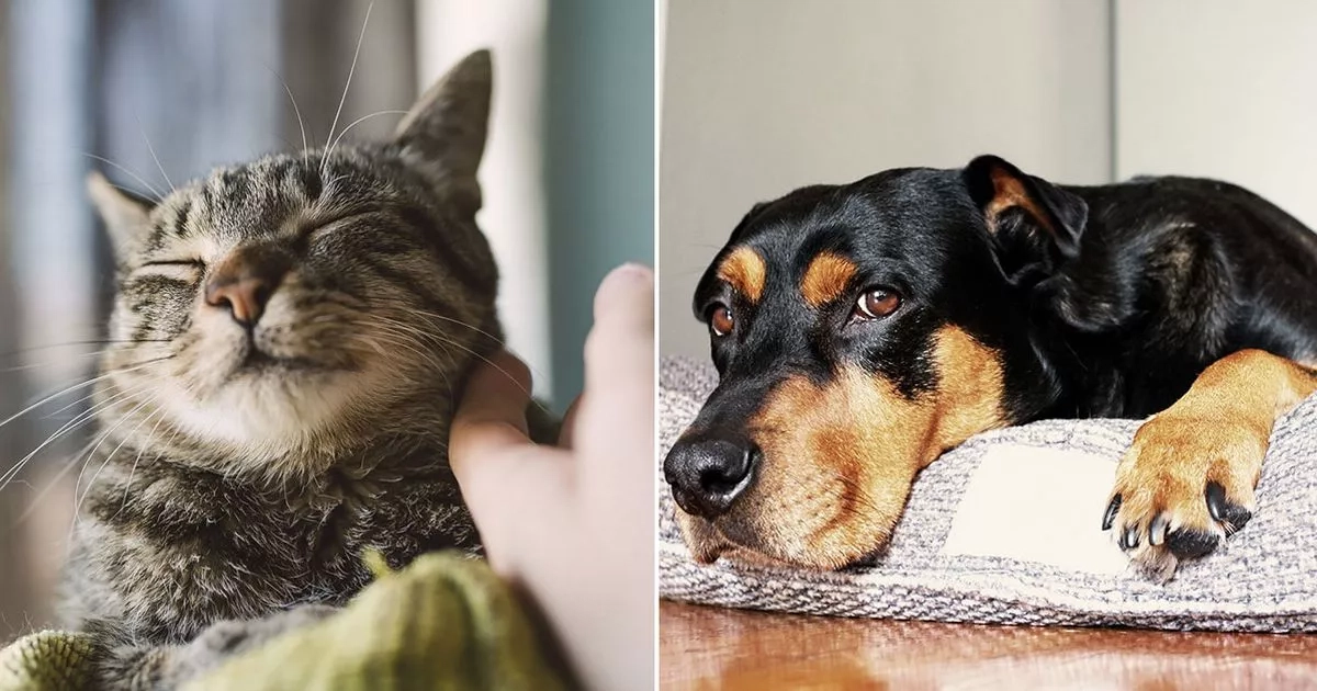 Nation's favourite pet decided as ownership grows rapidly among men and Gen Z