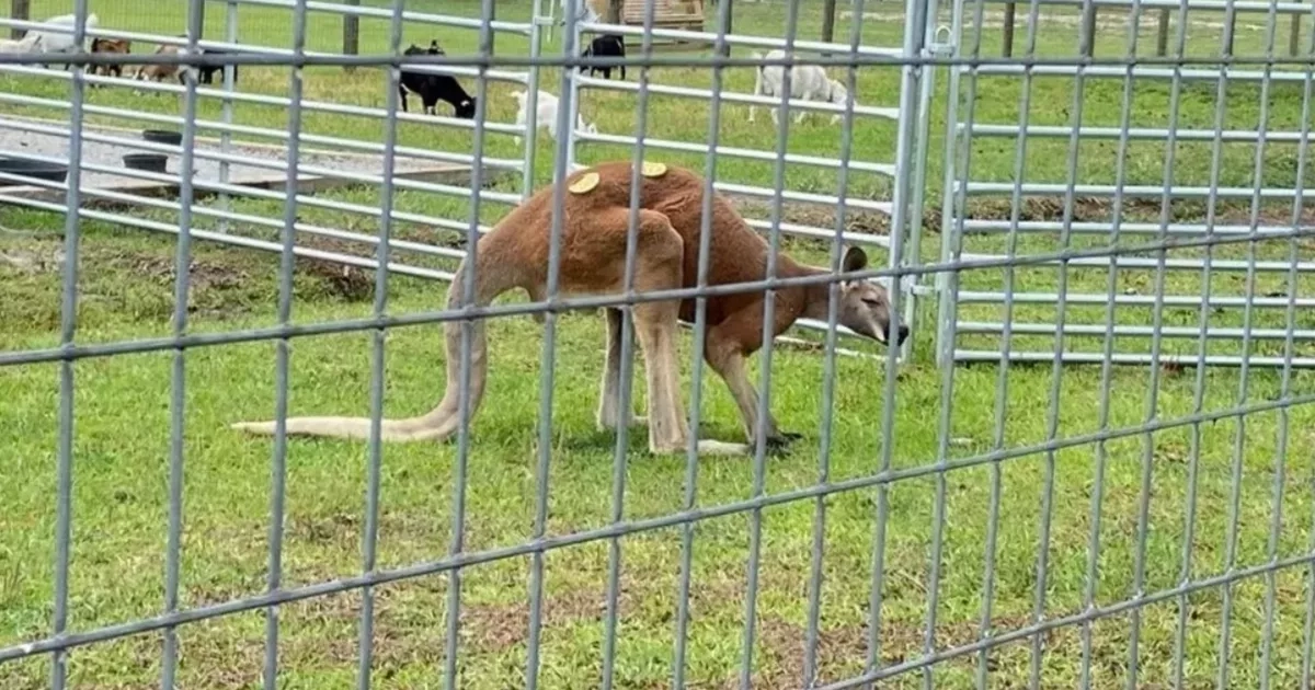 Man 'beaten to death by kangaroo' after trying to 'roughhouse' animal