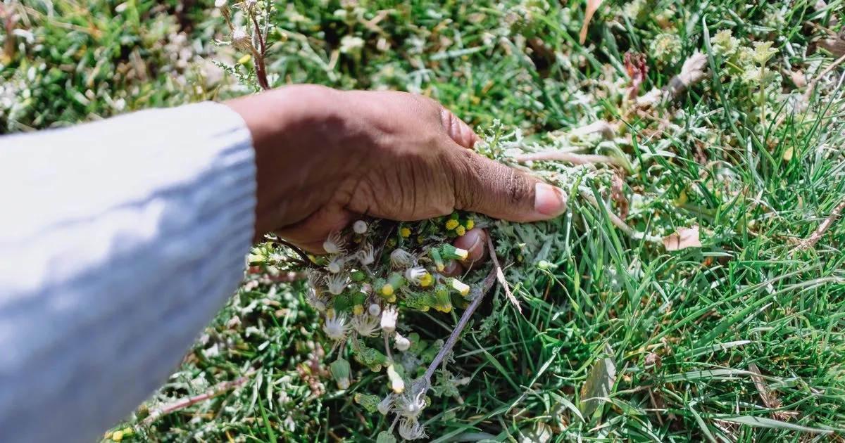 Gardeners say kitchen staple is 'better than vinegar' for killing weeds