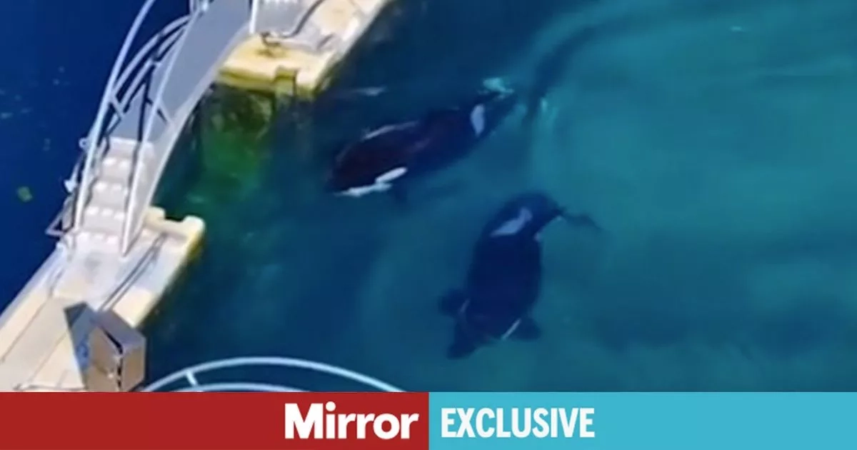 Theme park abandoned and frozen in time where Orca whales left to rot alive