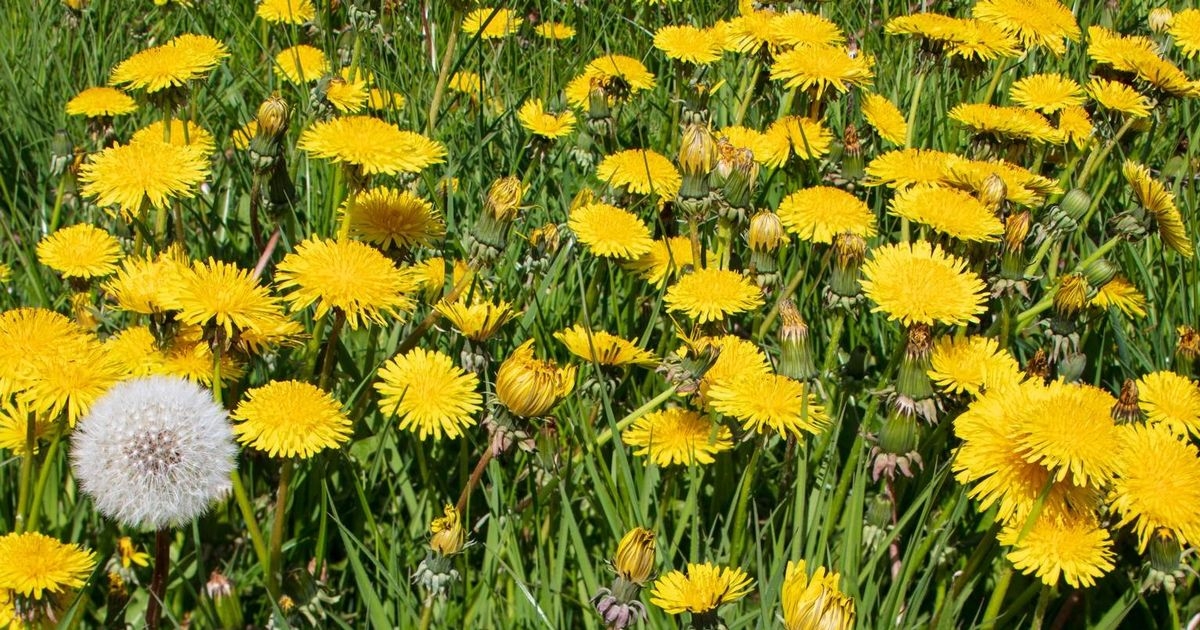 Banish dandelions from the lawn without using chemicals or white vinegar