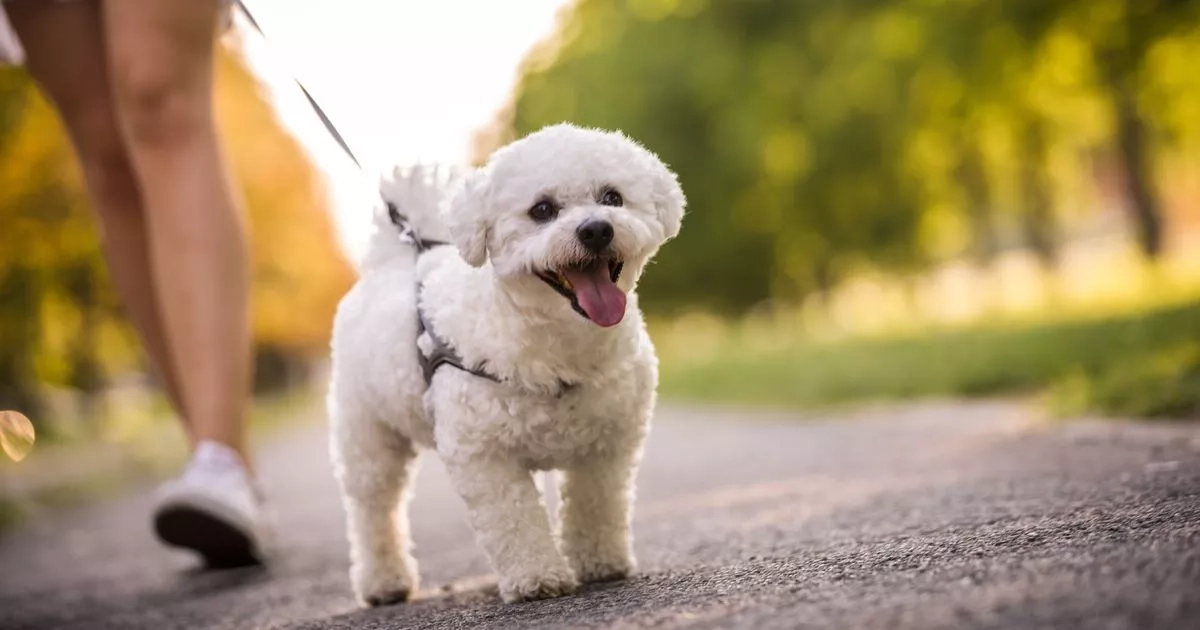 Vets warn dog owners to protect pet's paw pads on walks in hot weather