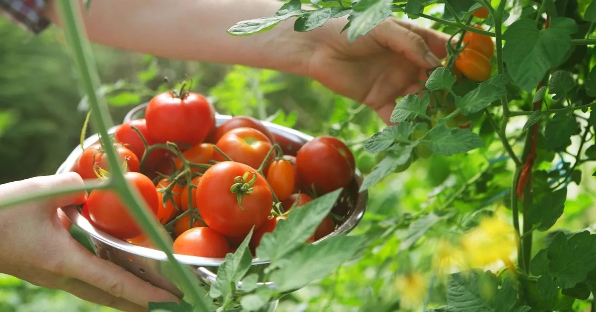 Tomatoes grow bigger and juicier if five plants are kept away from your patch