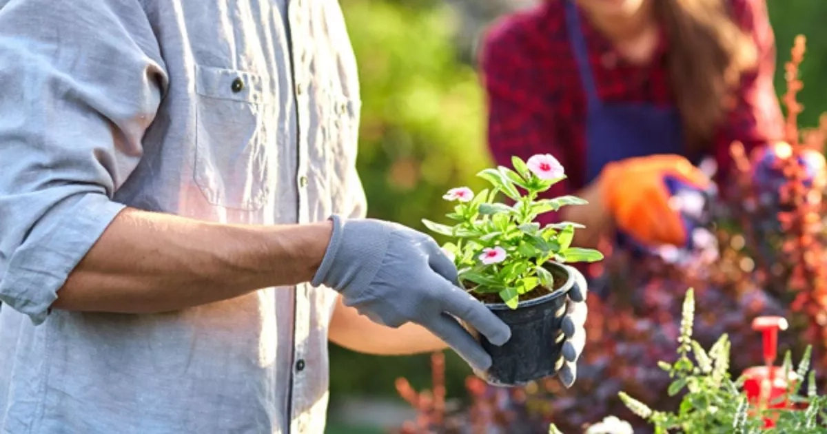 Spend over £5 on garden essentials and get £5 cashback in limited deal