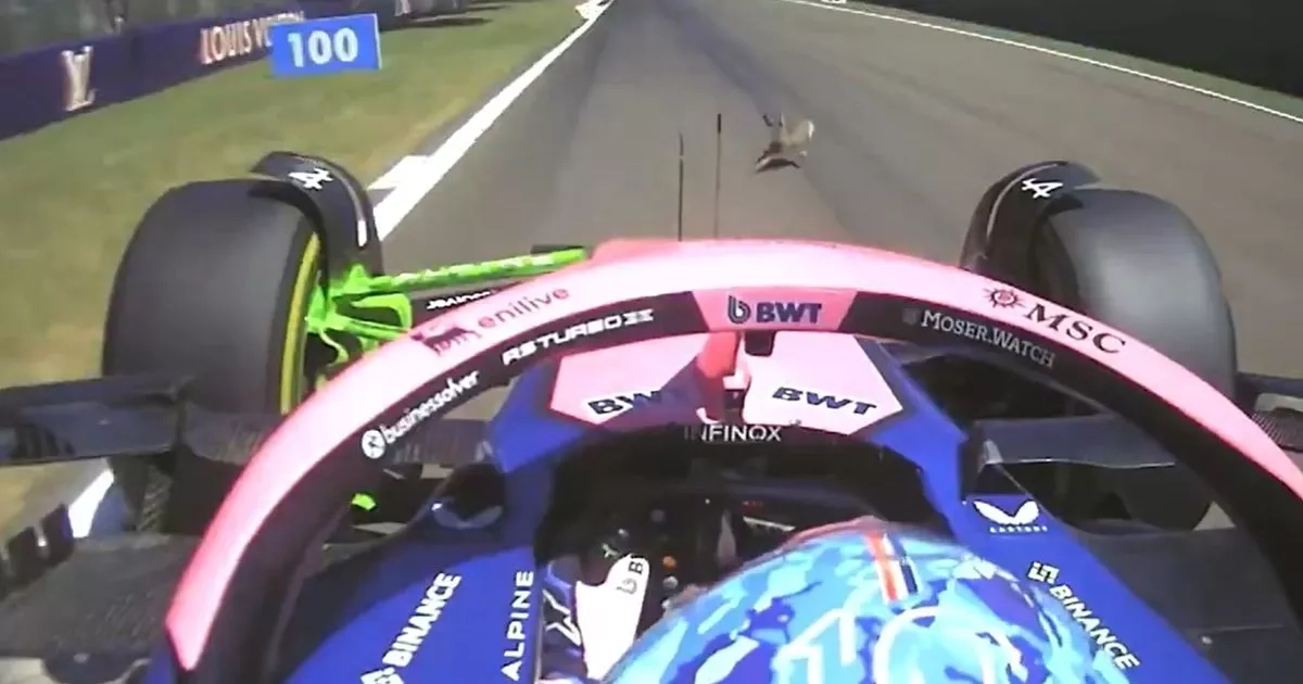 F1 star says 'I couldn't avoid it' after hitting a rabbit in Imola GP practice