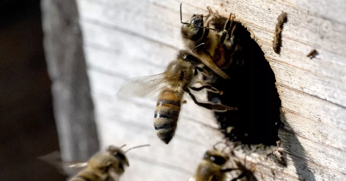 Horror as swarm of bees attack and kill terrified man as he mows lawn