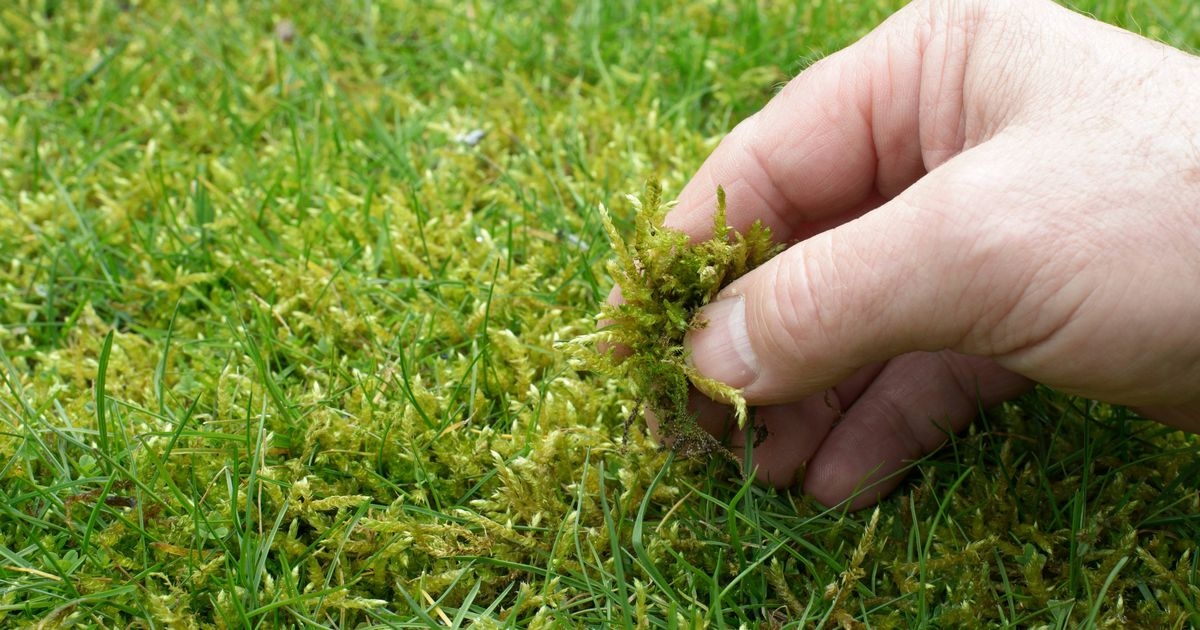 Woman finds 'magic' product to remove moss from her lawn in just two days