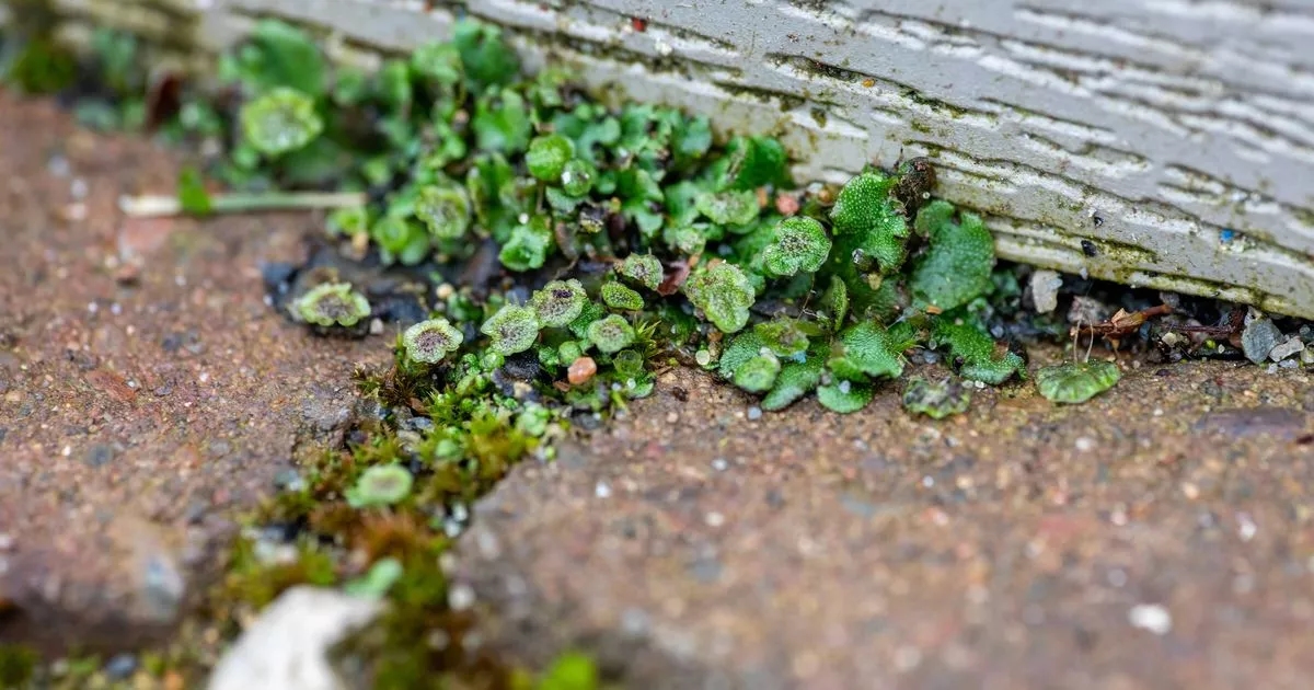 'Weeds die straightaway' and 'never come back' using tried and tested hack