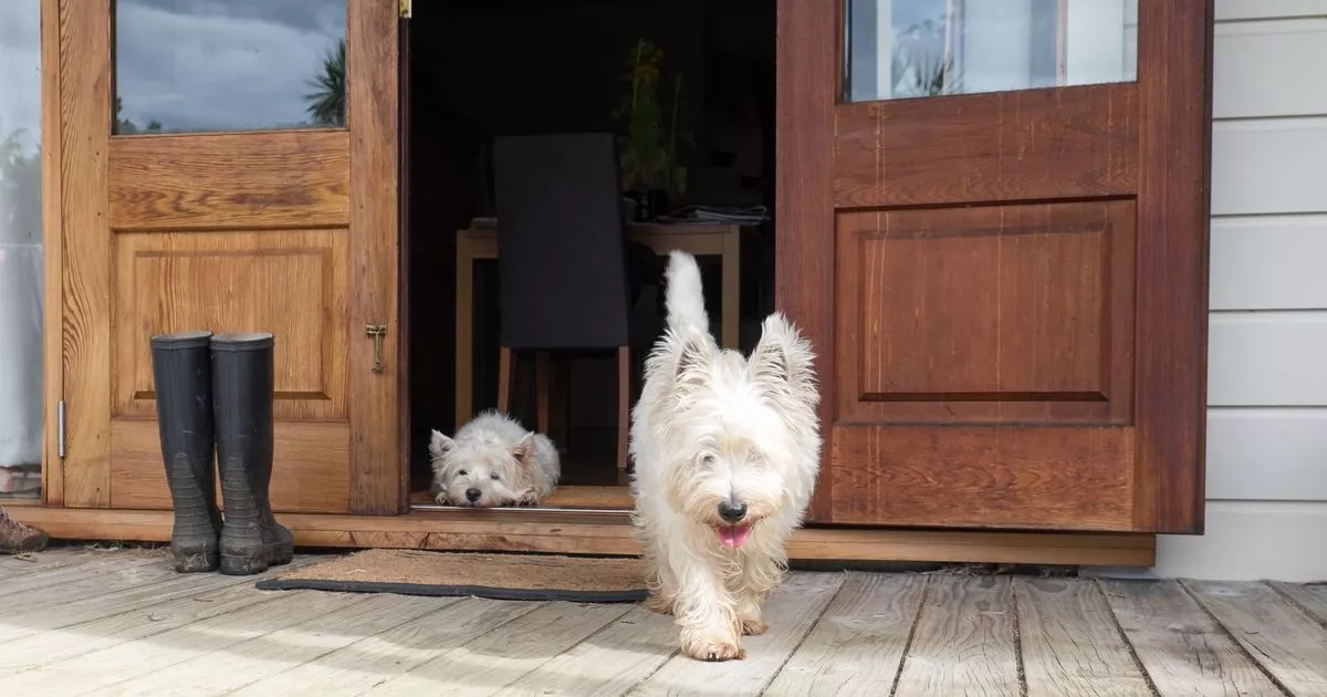Dog trainer shares one life-saving lesson 'every pet should know'