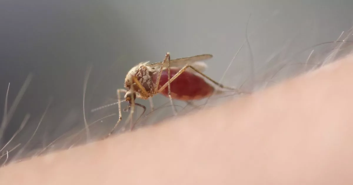 Symptoms of killer virus found in UK for first time
