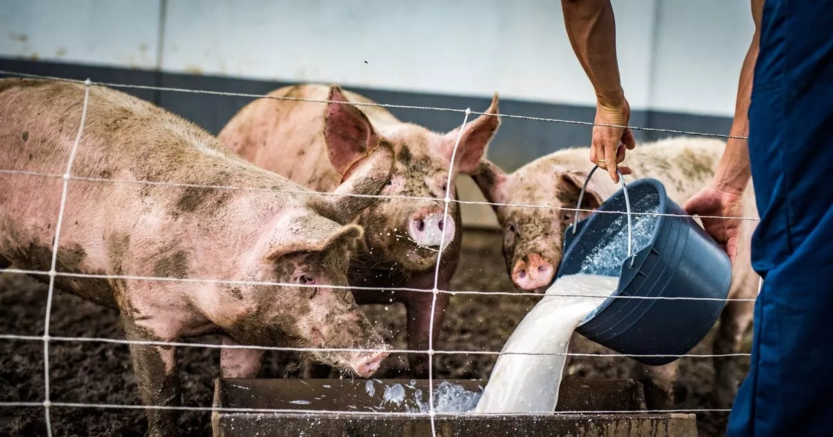 Man hatched gruesome plot to kill his love rival and feed body to pigs