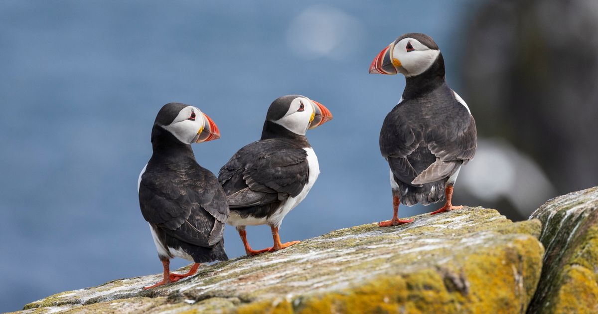 Beautiful UK seaside town is home to puffins, otters and the occasional shark