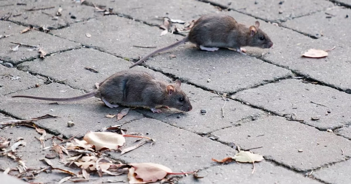 UK households urged to use 12p item to keep rats out of gardens