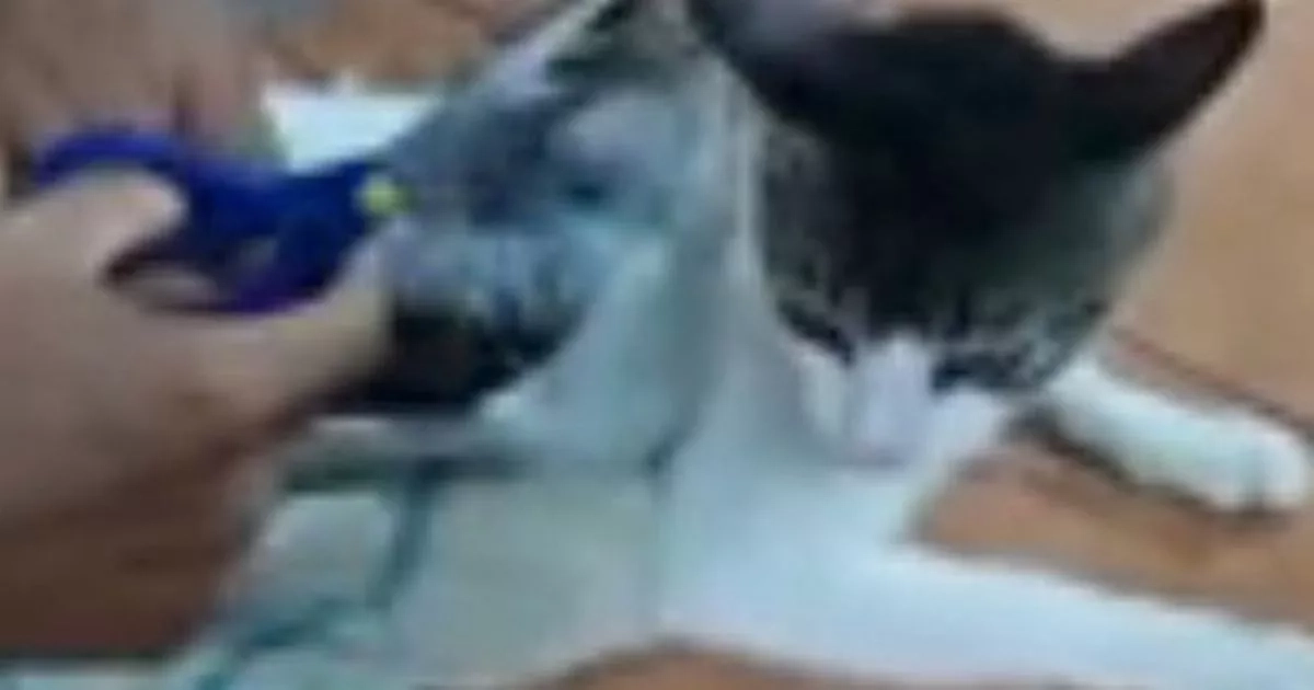 'Drug-smuggling cat' caught trying to sneak into prison with heroin backpack