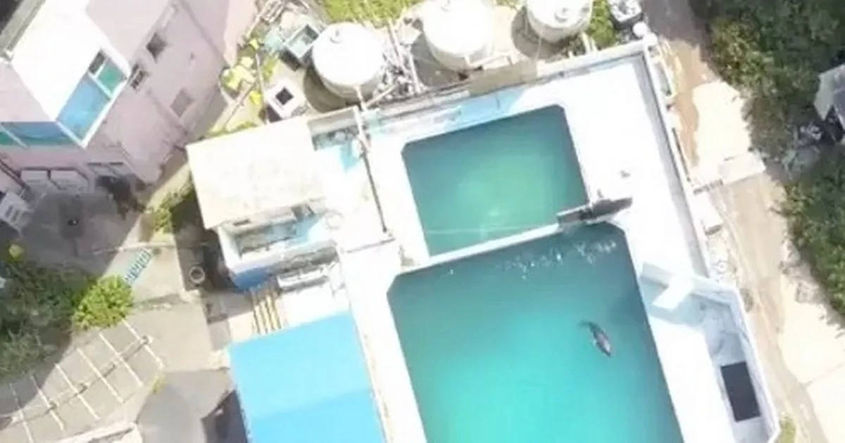 'World's loneliest dolphin' dies alone in tiny tank in abandoned theme park