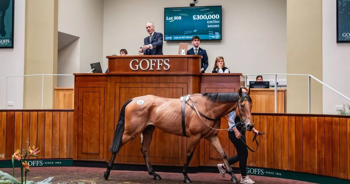 Little-known trainer's joy as Willie Mullins swoops to buy stable star for £300k
