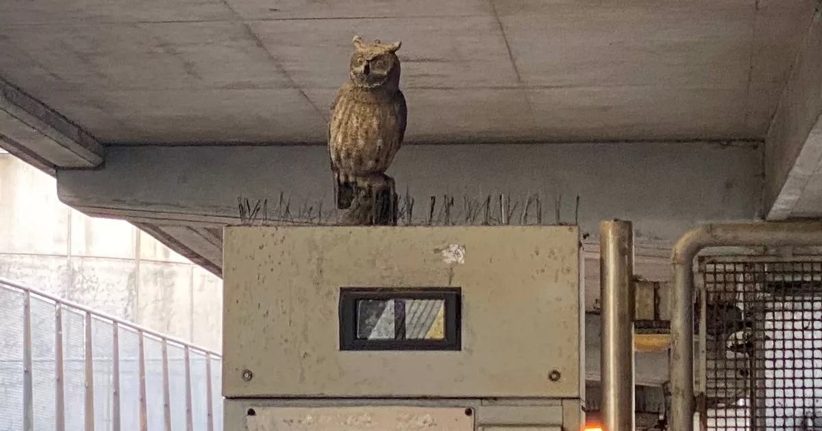 The London Tube stations that have fake owls guarding the platforms