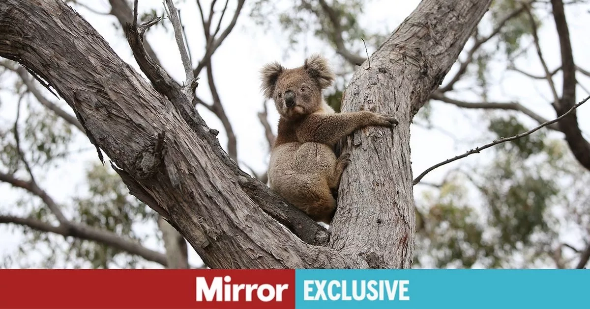 Hundreds of koalas shot in aerial cull after wildfires 'is massacre not mercy'