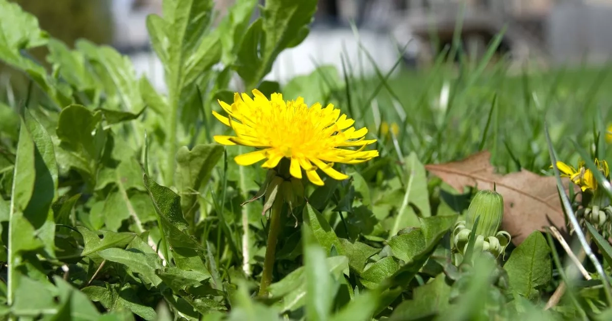 'Smother' garden weeds before they can appear by growing 3 easy-care plants
