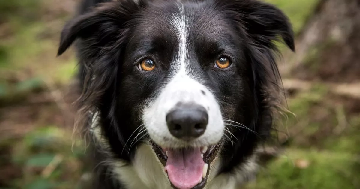 Vets and behaviour experts name dog breeds you should 'never own'
