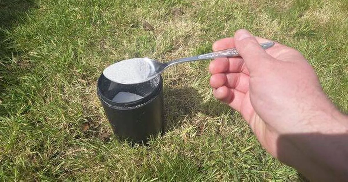 Gardeners urged to sprinkle sugar on their lawns - it's cheap and easy to do