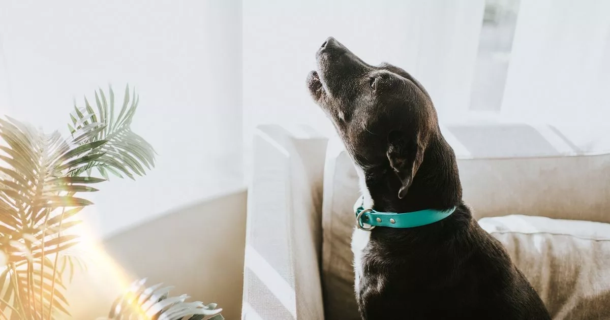 'I'm a dog trainer - do these 3 things if your pet behaves badly'