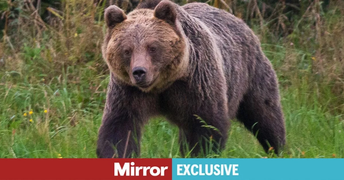 Brown bears to become legal source of meat in bid to stop attacks on humans
