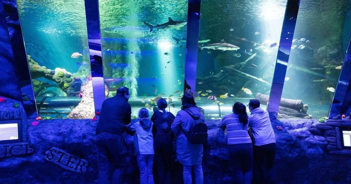 UK's huge new £1million aquarium opens with shipwreck, sharks and eels