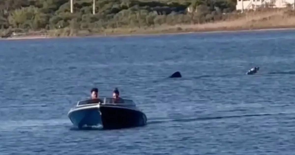 Terrifying moment massive shark trails boat as onlooker screams line from Jaws